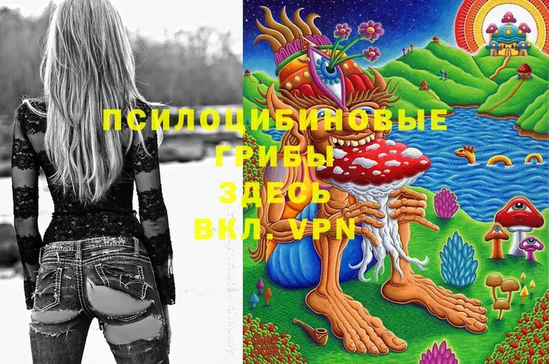 цены   Всеволожск  Псилоцибиновые грибы Psilocybe 