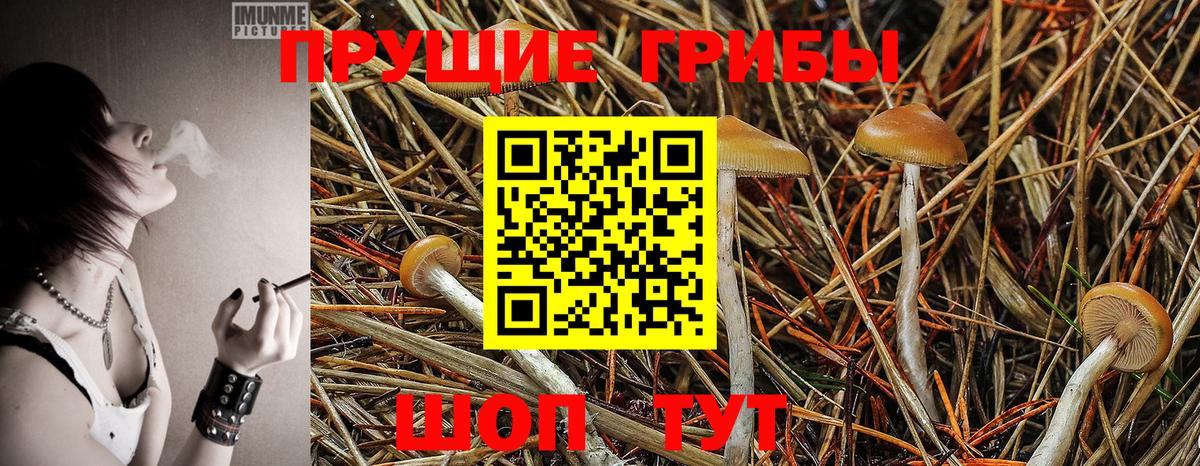 Галлюциногенные грибы Psilocybine cubensis  Вход с VPN  Всеволожск  Галлюциногенные грибы Cubensis 